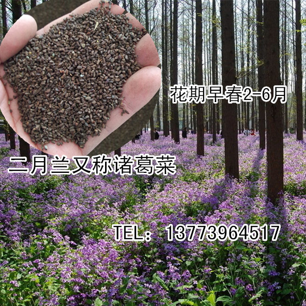 供应二月兰种子批发紫金草籽种诸葛菜种子菜子花地被植物种子