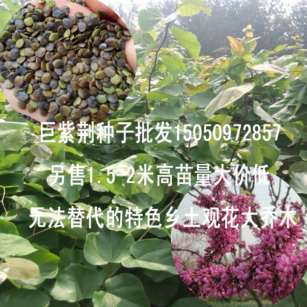 巨紫荆种子