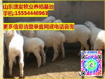 小尾寒羊羊羔多少钱一只,山东小尾寒羊羊羔,速发牧业
