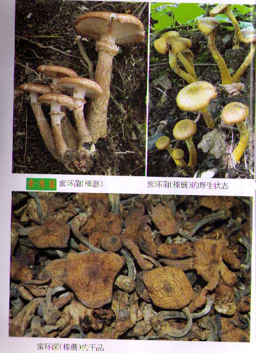 蜜环菌榛蘑