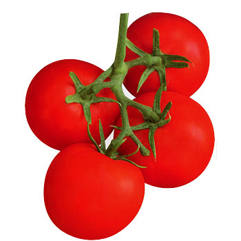 红丰番茄种（8288）自封顶