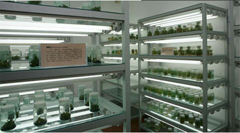 温州植物组织培养室|宁波植物组培实验室建设|杭州凯弗克斯