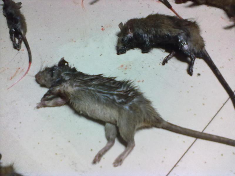 北海灭鼠公司 家庭灭鼠 酒店灭鼠 超市灭鼠 ktv 高等院校消杀灭鼠