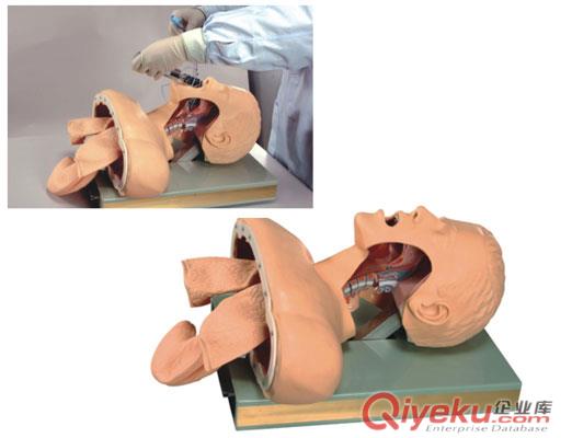 ZH/5S电子人体气管插管训练模型，人体气管插管模型