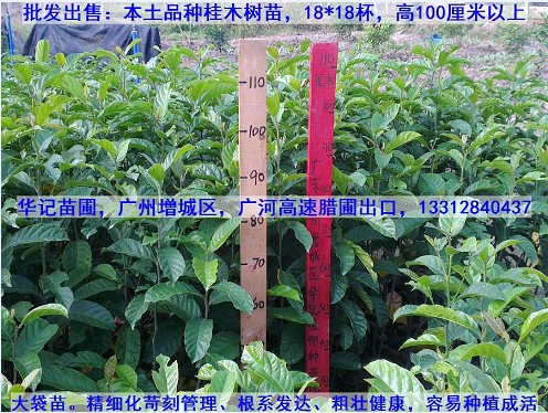 红桂木树苗，桂木树种苗，1米高桂木树苗