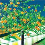 “LED仿真水果树（LED苹果树、LED芒果树、LED橘子树）”