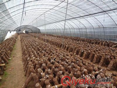 香菇大棚种植 钢管大棚每亩8000元