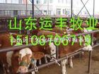 河北栾城县杂交改良肉牛犊肉牛养殖场