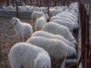 陕西汉中附近饲养什么羊
