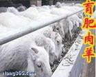 陕西汉中附近饲养什么羊