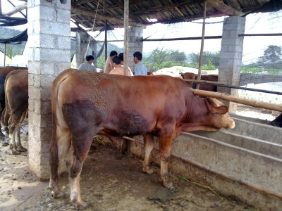 肉牛价格|肉牛品种|小公牛养殖技术|鲁星养牛场