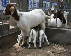 波尔山羊 羔羊 育肥羊 种羊 肉羊2013养殖效益分析