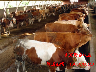 供应：肉牛 育肥牛 牛犊 西门塔尔 利木赞 夏洛莱 品种好