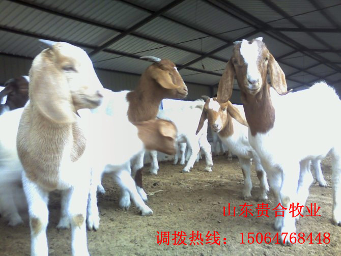 山东贵合养殖场大量供应肉羊  波尔山羊 白山羊 纯种杜泊绵羊