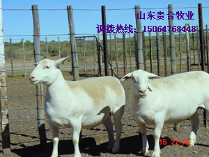 山东贵合养殖场大量供应肉羊  波尔山羊 白山羊 纯种杜泊绵羊