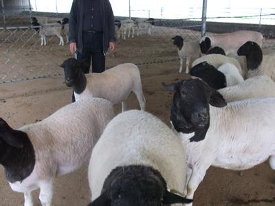 杜泊绵羊 种羊 纯种杜泊绵羊 杜泊绵羊产羔率怎样