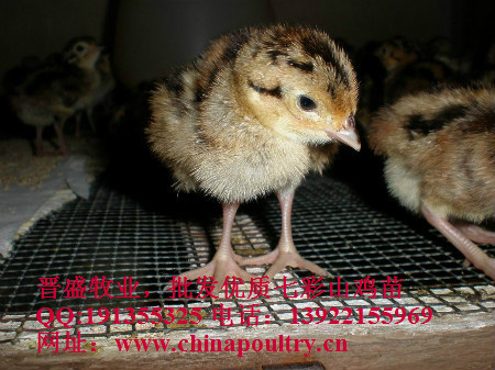 厂家供应七彩山鸡种苗，七彩山鸡养殖教程