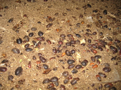 长沙荣坤生物科技有限公司土元养殖，黄粉虫，蟑螂