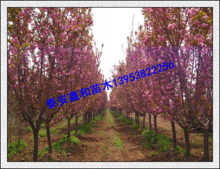 3、4、5、6、7、8、9、10、12、15、16、18公分樱花树价格