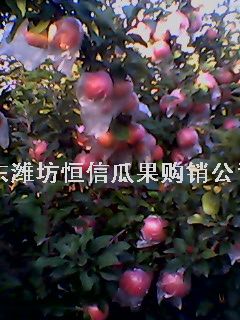 供应潍坊红富士苹果