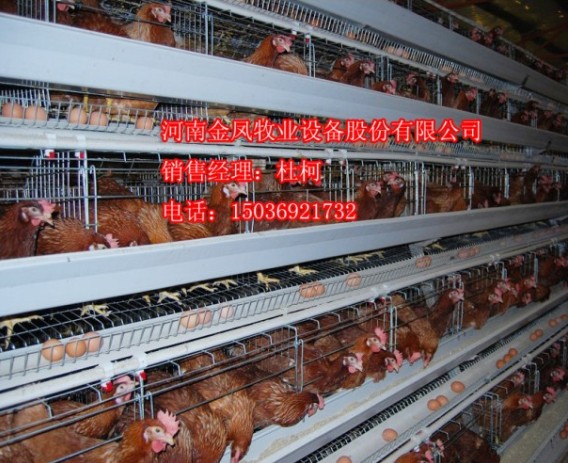 蛋鸡笼 鸡笼 三层阶梯蛋鸡笼 自动化养鸡设备