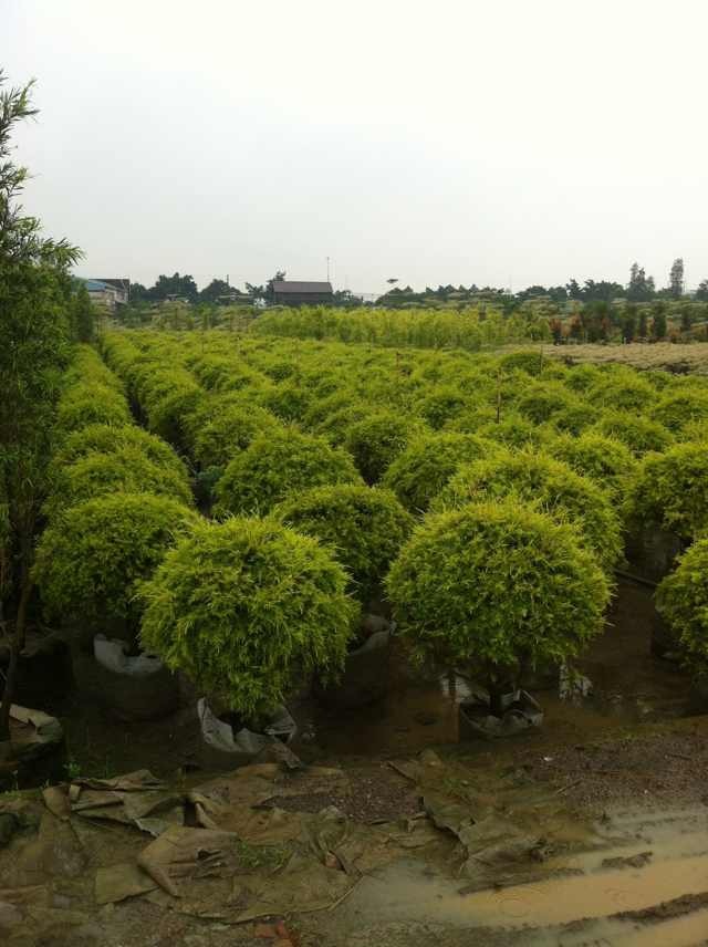 黄金香柳球,广州园艺苗木