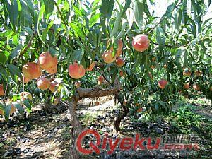 桃树品种苗价格