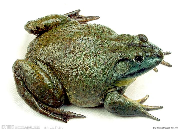 纯正美国青蛙蝌蚪苗批发 美国牛蛙的做法
