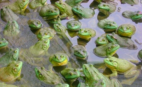 养殖新项目，美国青蛙特种养殖赚钱！