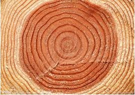 木材干燥的基本原理是什么？
