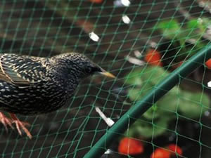 防鸟网，养殖网，防虫网