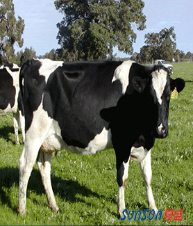 SFC-061奶牛专用复合酶|饲料酶制剂