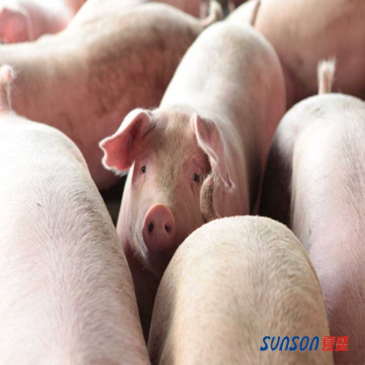 SFS-056猪专用复合酶 厂家直销饲料酶制剂 