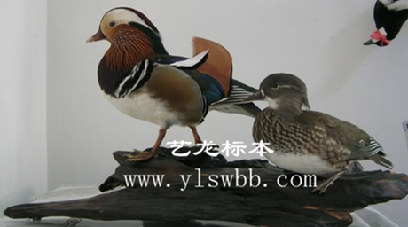 动物标本、场景装饰、教学标本、鸟类标本