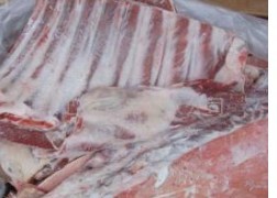 专售新西兰进口冷冻羊头羊蝎子羔羊排羊腿羊肉羊肚羊脂肪