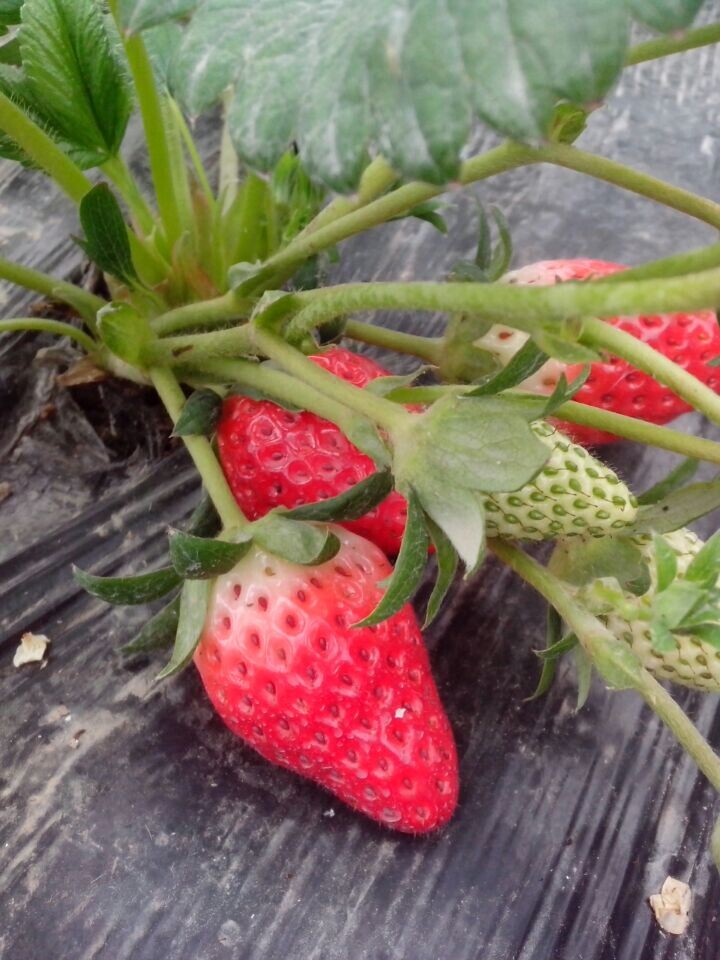 西安奶油草莓