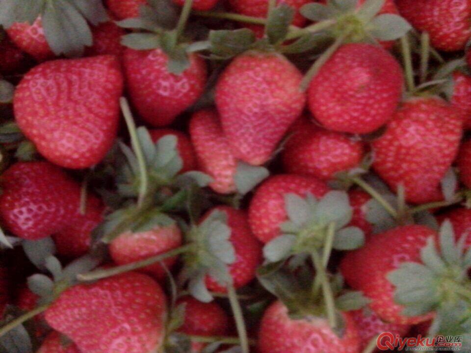 西安奶油草莓