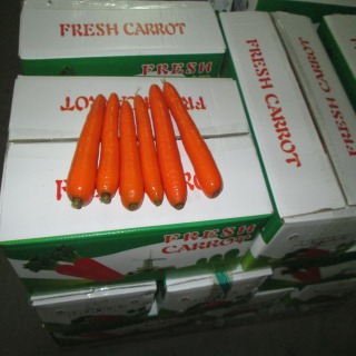 胡萝卜出口日本 韩国 中东