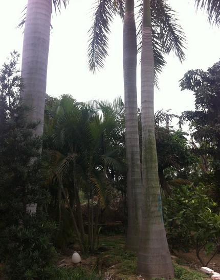大王椰树 