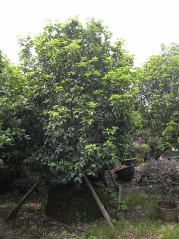 广州苗木供应