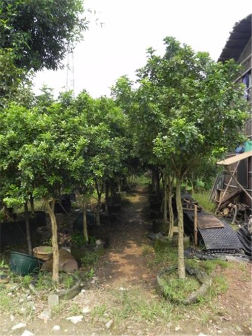 广州优质桂花树供应