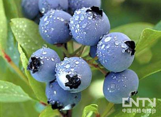蓝莓果汁粉【水果粉，香精香料，高汤粉，冻干粉，即溶果粉】