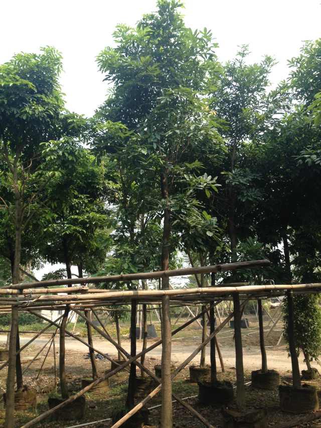海南红豆树