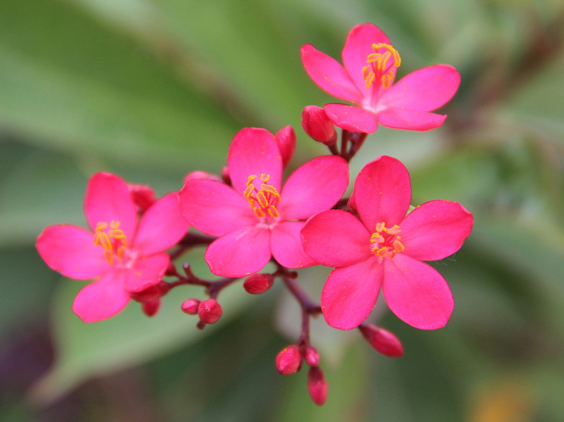 中山市板芙镇凯琦花木场图片