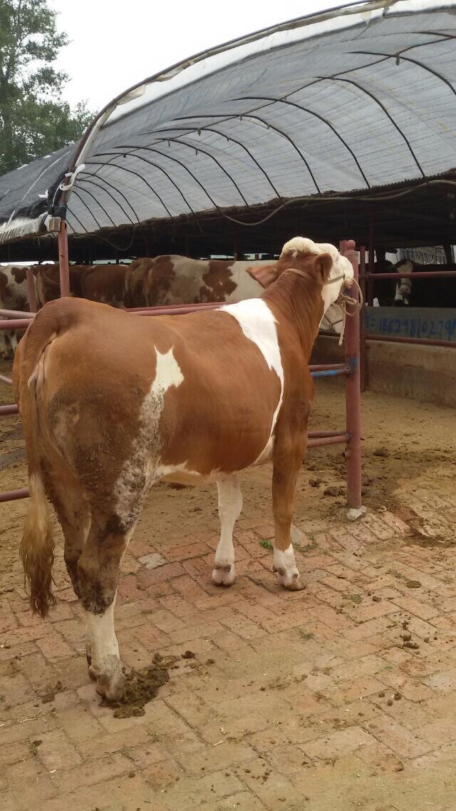 成品牛的价格/小牛崽吉林喜山牧业