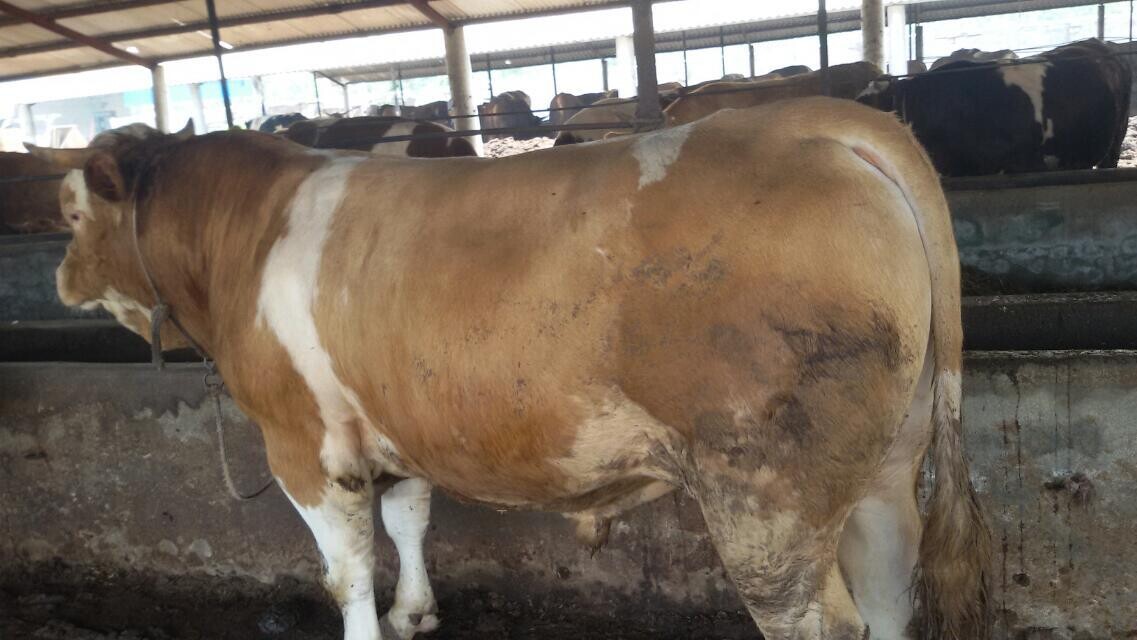 2014黄牛价格/2014肉牛犊价格吉林喜山牧业