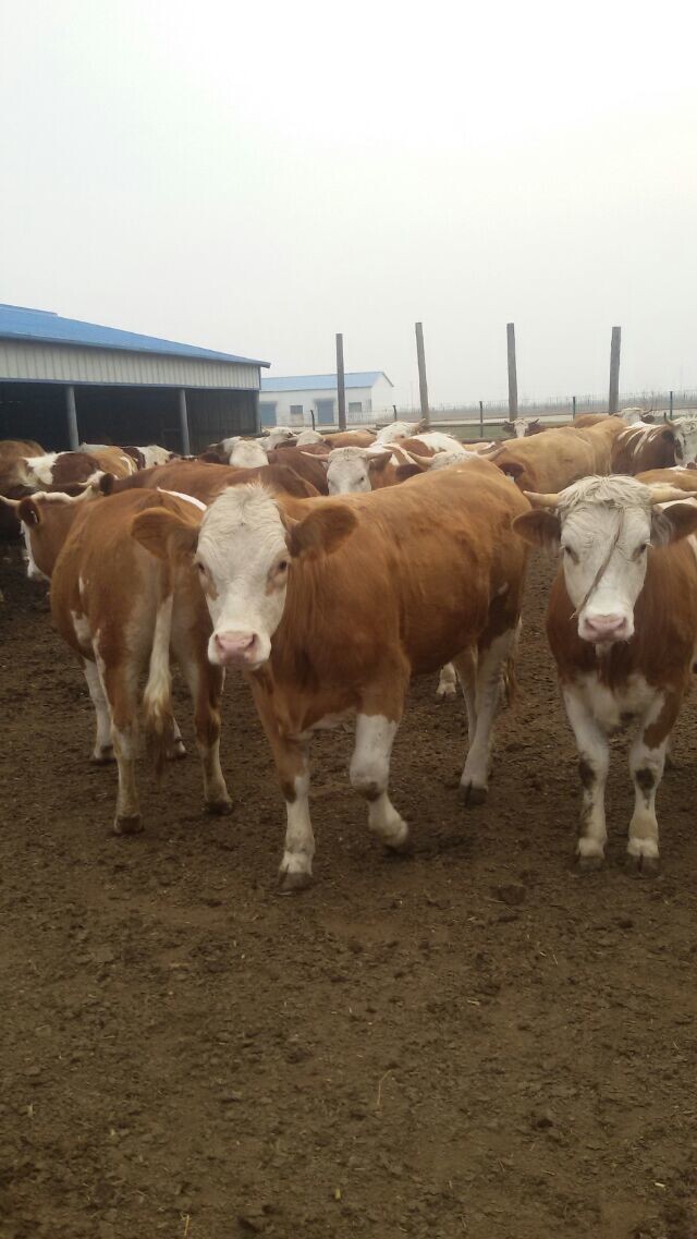 西门塔尔牛养殖/哪里有养牛场吉林喜山牧业