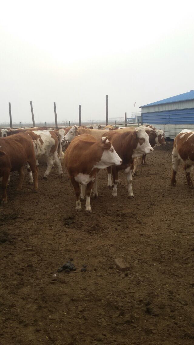 海福特/肉牛出售价格吉林喜山牧业