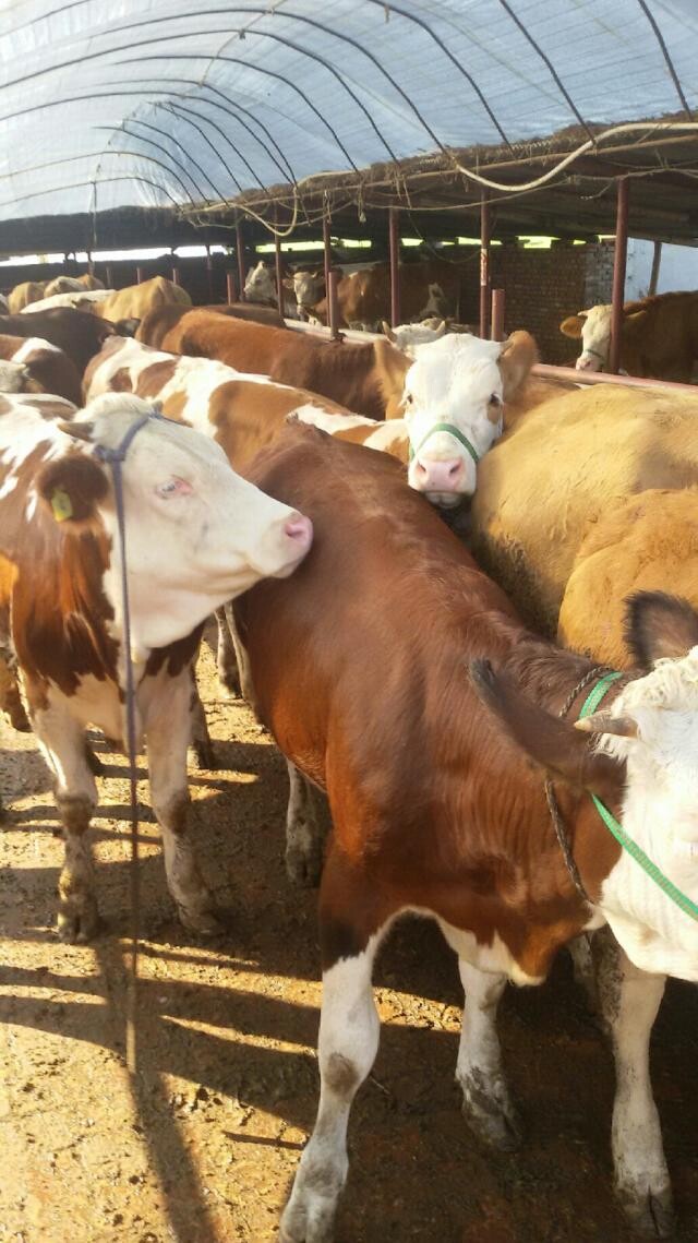 养牛养殖基地/肉牛现在的价格吉林喜山牧业