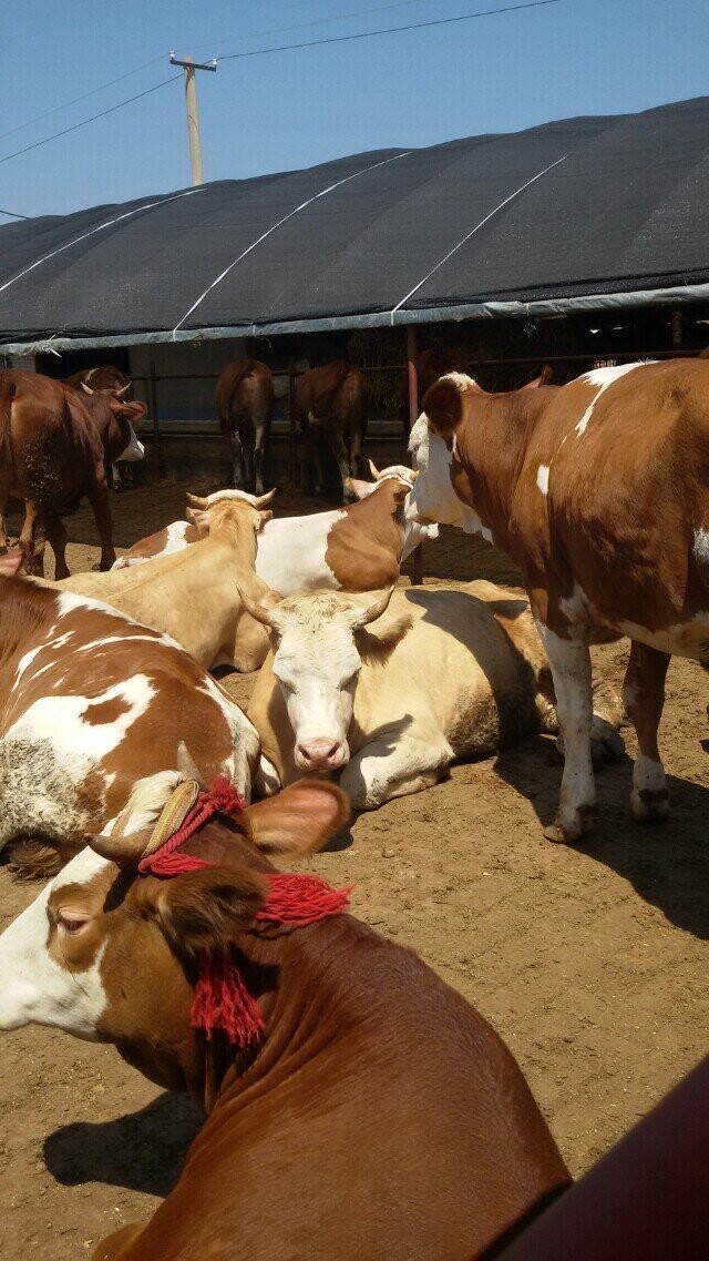 西门塔尔种牛/黑龙江肉牛价格吉林喜山牧业